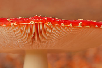 A dream world beneath the cap – macro shot of a red fly agaric
