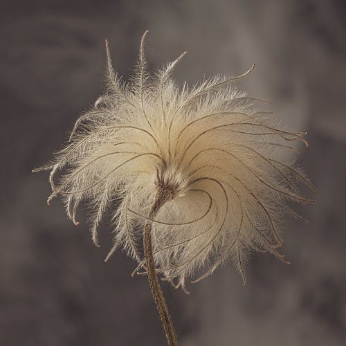 Tough and natural – Portrait of a fluff ball