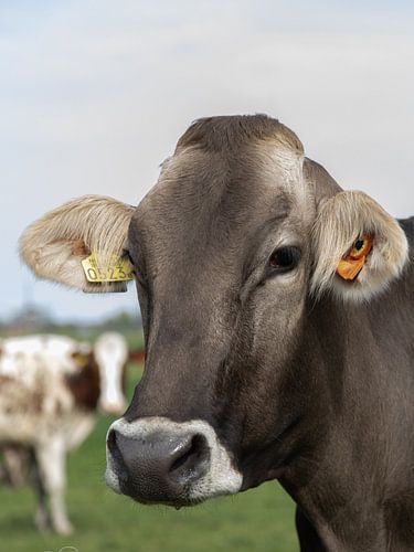 Brown Swiss koe in de wei