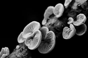 Oorzwammetjes in zwart wit