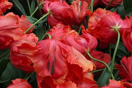 Tulips in motion by Tatjana Korneeva