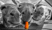 Ezeltrio | Donkey threesome | Esel Trio | Trio d'ânes