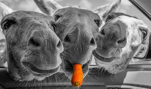 Ezeltrio | Donkey threesome | Esel Trio | Trio d'ânes