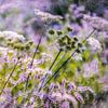 Wildflowers by the wayside by Nicc Koch