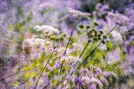 Wildblumen am Wegesrand von Nicc Koch Miniaturansicht