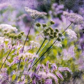 Wildflowers by the wayside by Nicc Koch