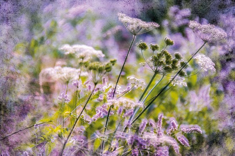 Wildblumen am Wegesrand von Nicc Koch
