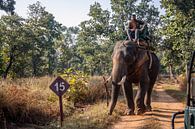 Ranger op een olifant in India. van Floyd Angenent thumbnail