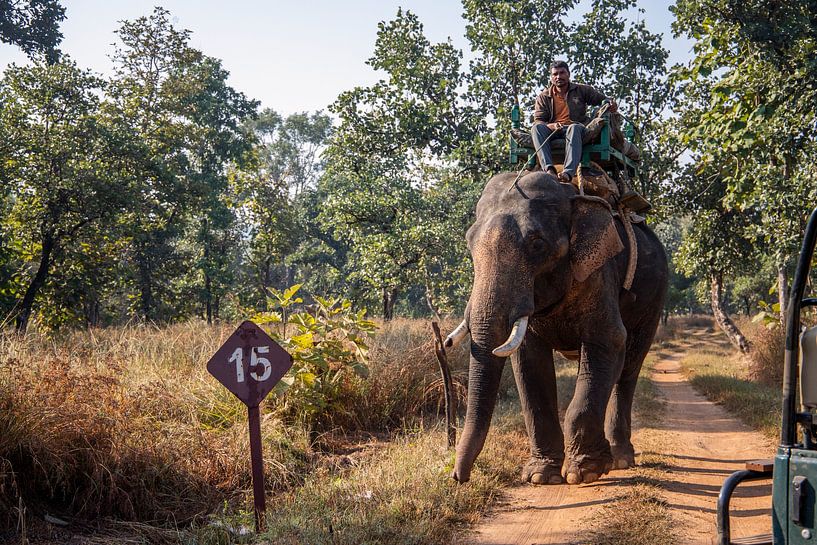 Ranger op een olifant in India. van Floyd Angenent