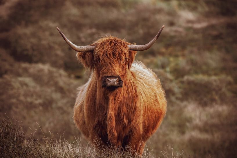 Portrait of a beautiful Scottish Highlander by Dirk van Egmond