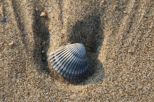 Shell