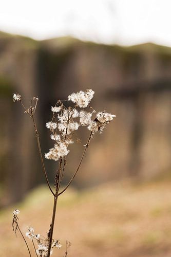 Nature morte d'une fleur