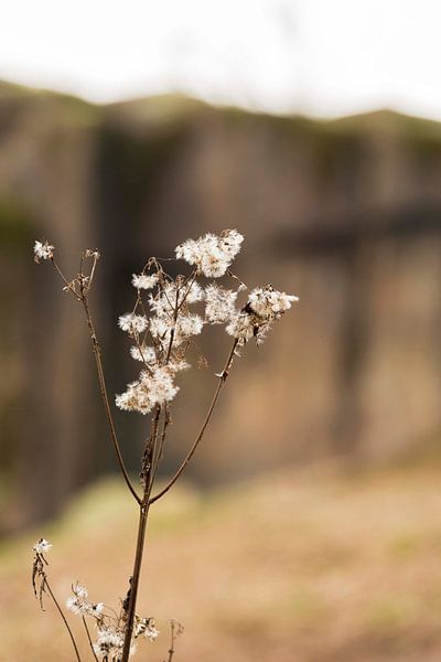 Stilleben einer Blume von Isa Dolk