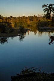 Bosven in avondlicht van Patrick Rosenthal