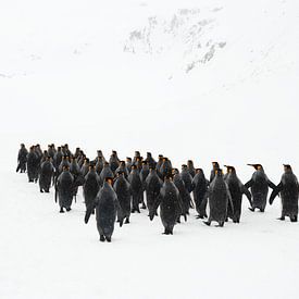 The penguin march by Jos van Bommel