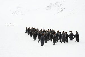 La marche des pingouins