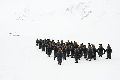 La marche des pingouins sur Jos van Bommel