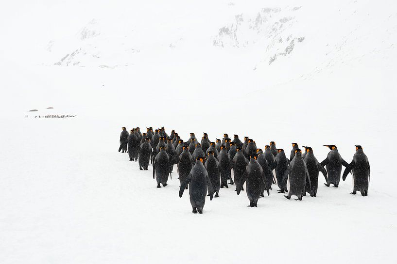 De pinguïn mars van Jos van Bommel