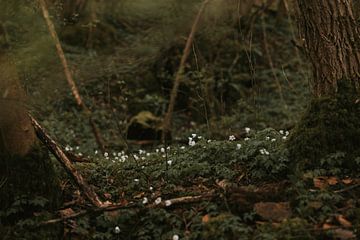 Wood anemone in Marchin, Ardennes Belgium - horizontal by Manon Visser