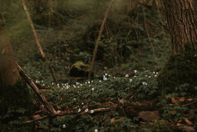 Buschwindröschen in Marchin, Ardennen Belgien - horizontal von Manon Visser