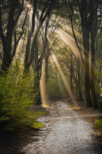 Morning light through the trees on a misty autumn day