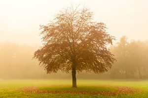 Baum mit einem Kreis von gefallenen Blättern im Nebel.