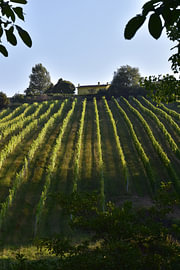 Weingut in den Marken von Erik Buitenhuis
