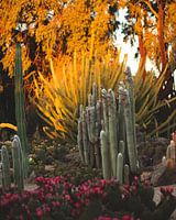 Colorful cactus oasis