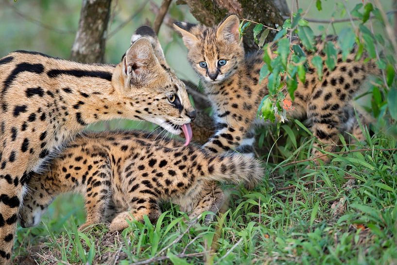 The family by Marco Pozzi