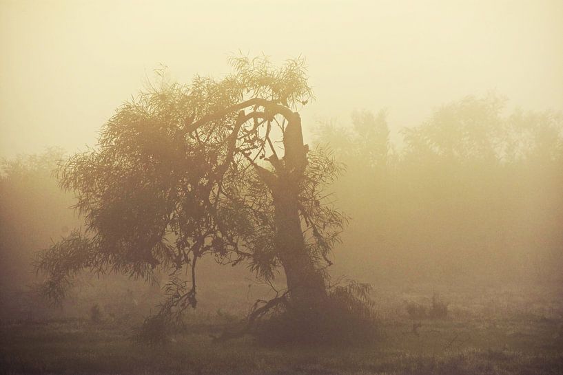 Eucalyptusboom in de ochtendmist van Werner Lehmann