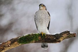 Sparrowhawk ( Accipiter nisus ), female in winter, beautiful bird of prey, perched in front of a nic
