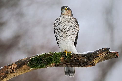 Sperber ( Accipiter nisus ), wunderschön gefärbter, gezeichneter  Greifvogel sitzt im Winter auf ein