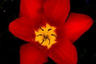 Rode tulp met zwarte achtergrond van Ineke Huizing thumbnail