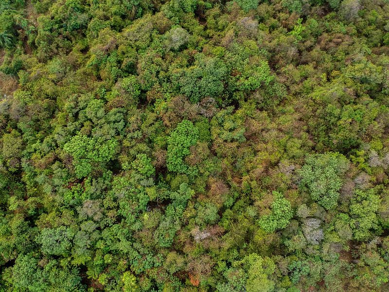 In the jungle by Stefanie de Boer