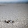 Shell on the beach by Martijn Tilroe