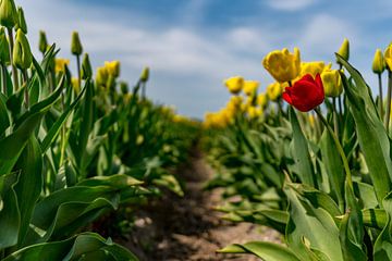 Tulpen op Texel - Be different van Texel360Fotografie Richard Heerschap