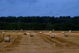 BALTIKUM 4 von Miroslav Ptacek