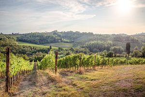 Vignobles toscans
