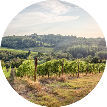 Toscaanse wijngaarden van Jelmer Laernoes