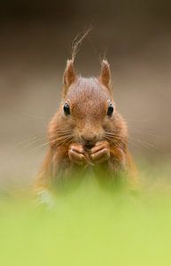 Eichhörnchen