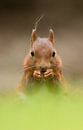 Eichhörnchen von Menno Schaefer Miniaturansicht
