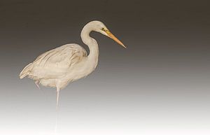 Aigrette dans la brume.