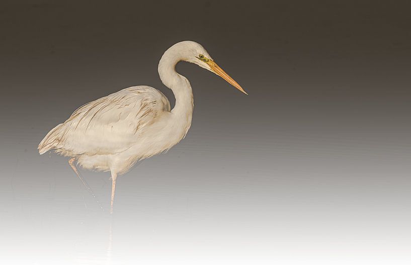 Egret in the fog. by natascha verbij
