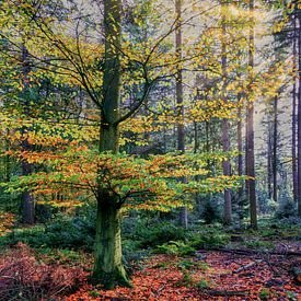 colorful autumn in the forest by eric van der eijk