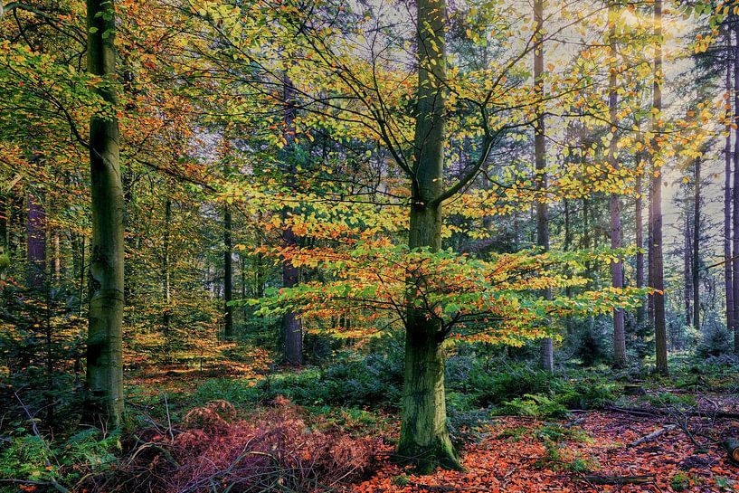 kleurrijke herfst in het bos van eric van der eijk