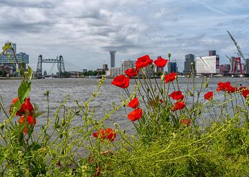 Kleurige klaprozen langs de Maasboulevard van Nicolette Eekhof