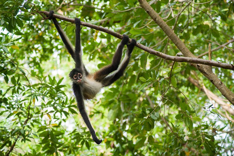 Spidermonkey festhalten von Stefanie de Boer