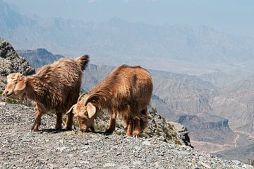 Leben in einer unwirtlichen Berglandschaft, Oman von Margot van den Berg