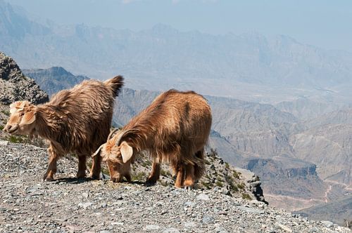 Leben in einer unwirtlichen Berglandschaft, Oman von Margot van den Berg