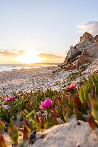 Zonsondergang op het zandstrand Praia da Falésia. Kliffen Roze bloemen bij Albufeira, Portugal